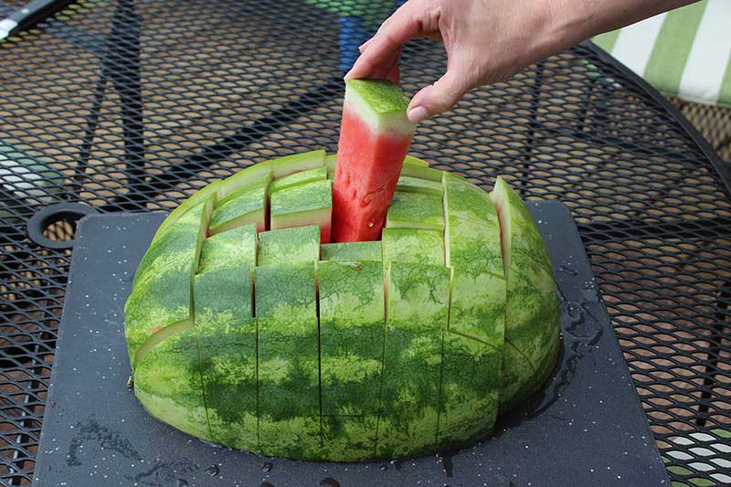 watermelon hack