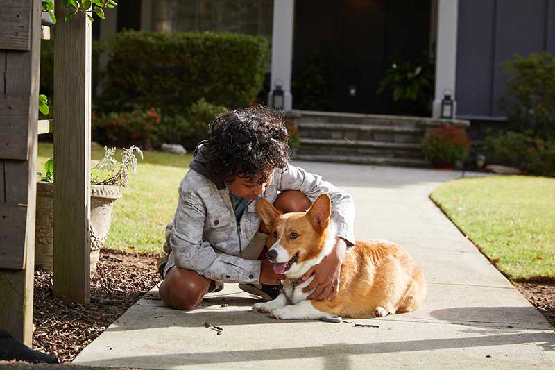 child playing with dog