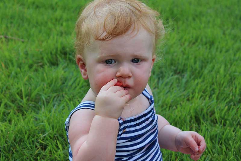 infant eating watermelon