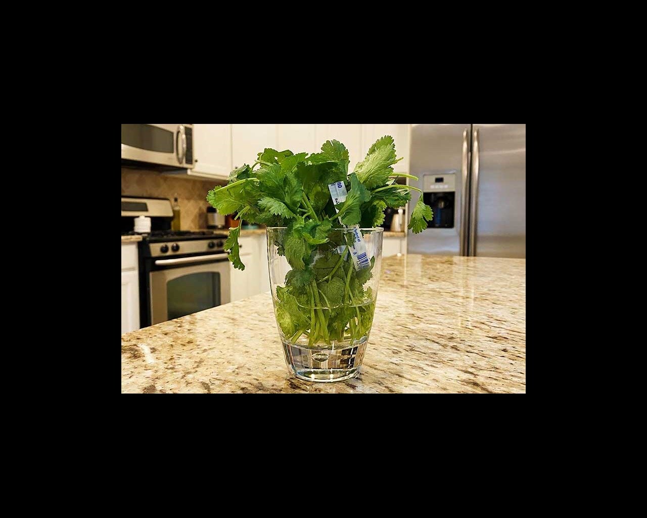 cilantro in glass with water