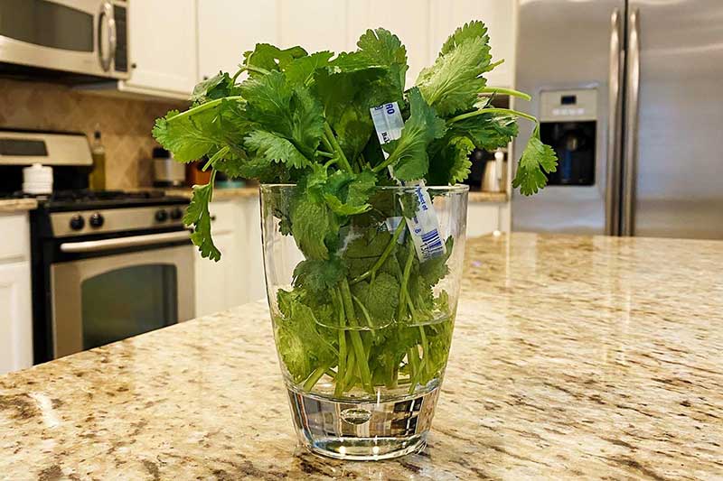 cilantro in glass with water