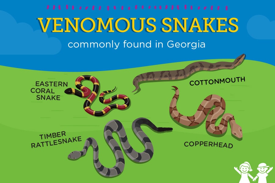 An illustration shows identifying characteristics of 4 venomous snakes commonly found in Georgia.